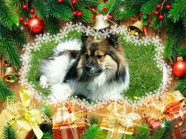 Inu und Iggy wünschen Frohe Weihnachten