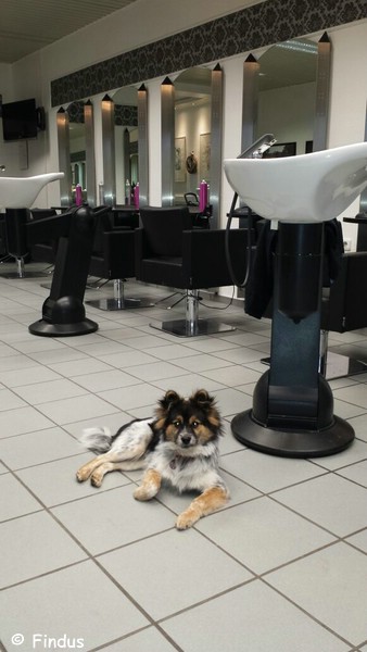 Besuch bei Findus im Salon