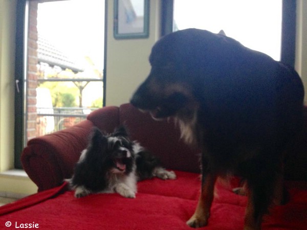 Lassie im Wind