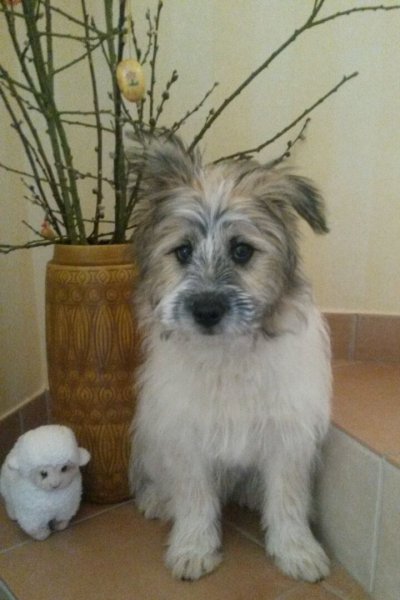 Oskar und der Osterhase