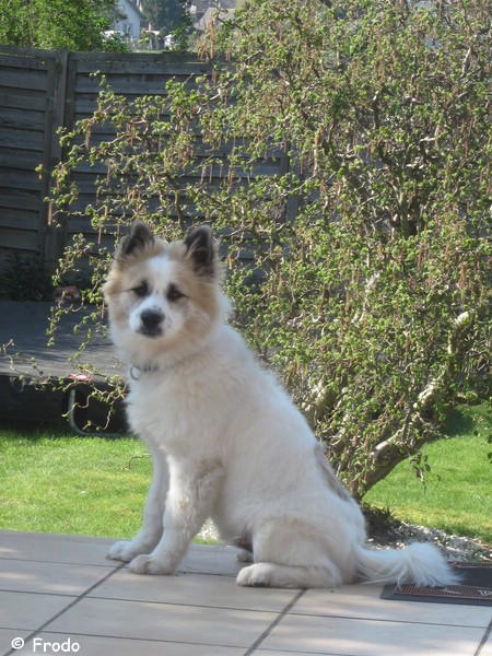 Frodo bringt Freude