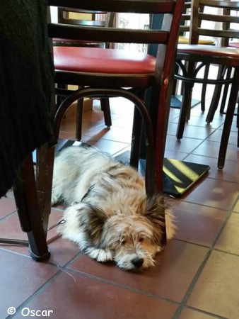Oscar im Café