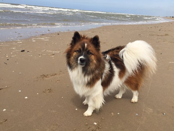 Leni grüßt von der Nordsee