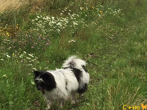 Lassie unterwegs in den Wildblumen