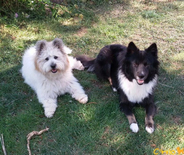 Molly und Bella – so unterschiedliche Freundinnen