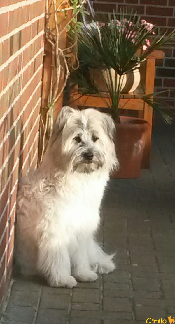 Oskar mit dem seidigen Fell