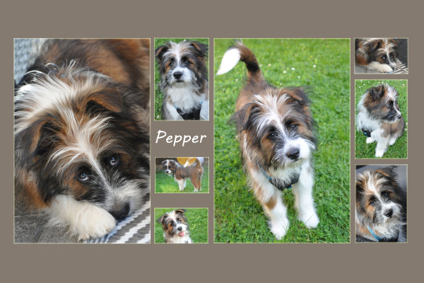 Pepper Collage