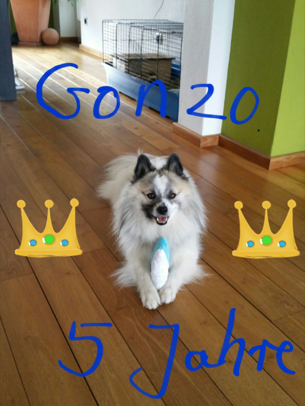 Prinz Gonzo wird 5 Jahre!