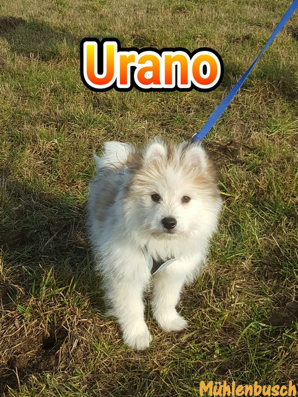 Urano-Loui