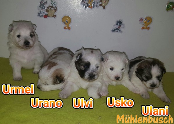 Unsere U-chen im Alter von 3 Wochen