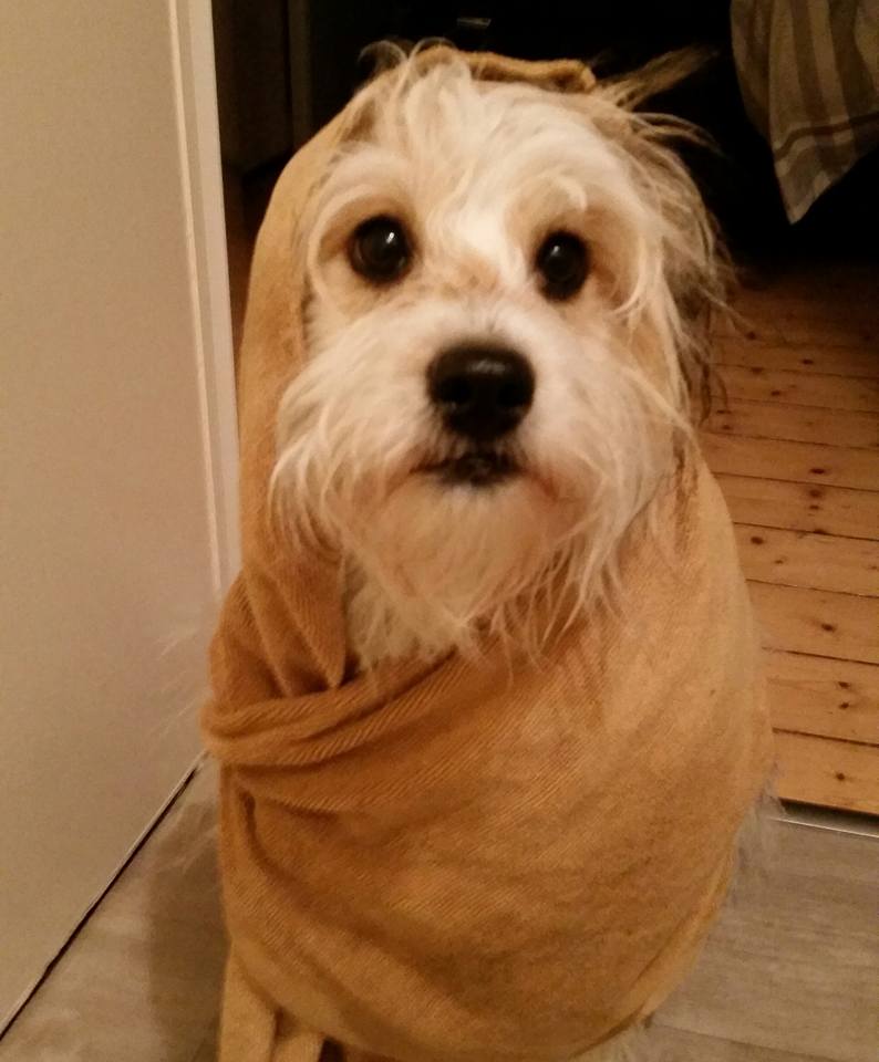 Josy nach Regenwetter
