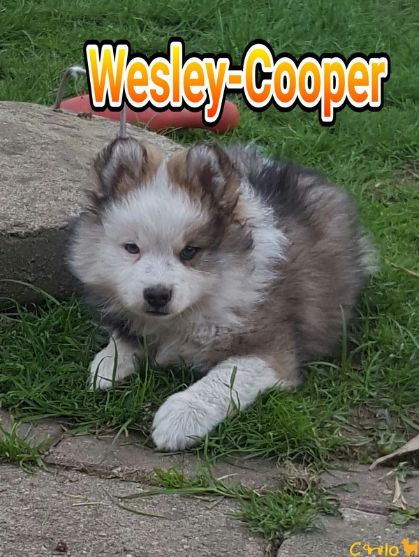 Wesley-Cooper – Rüde – Glatthaar