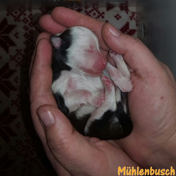 Eine Handvoll Glück