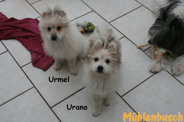 Urano und Urmel haben ihre neue Familie gefunden