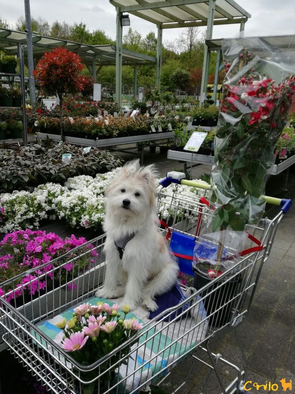 tierische Einkaufshelfer für den Frühling