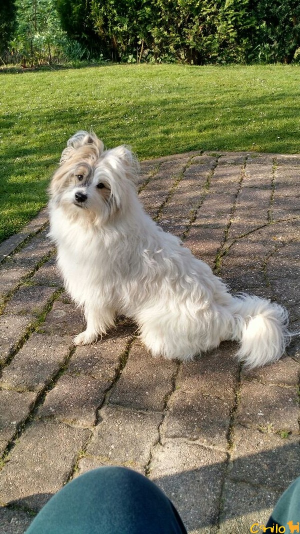 Teddy ist ein wunderschöner Wuschelteddy