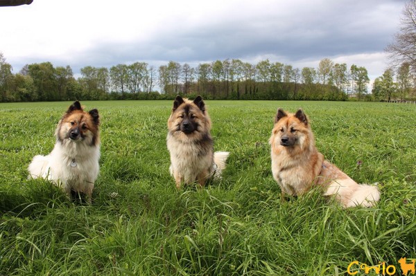 3 Geschwister aus dem S-Wurf