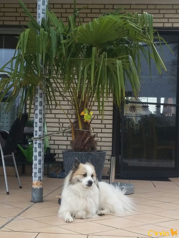 Frodo unter Palmen