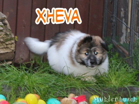 Xheva-Shiva – ausgezogen