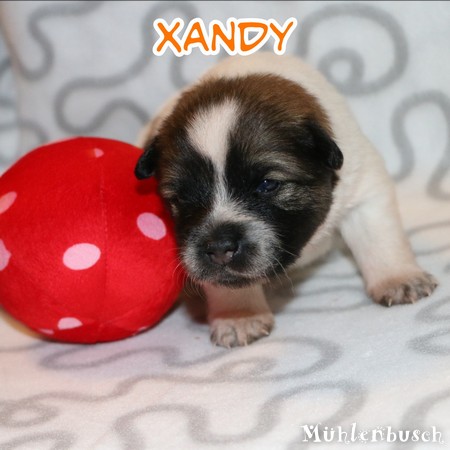 Xandy - Canilo Welpe
