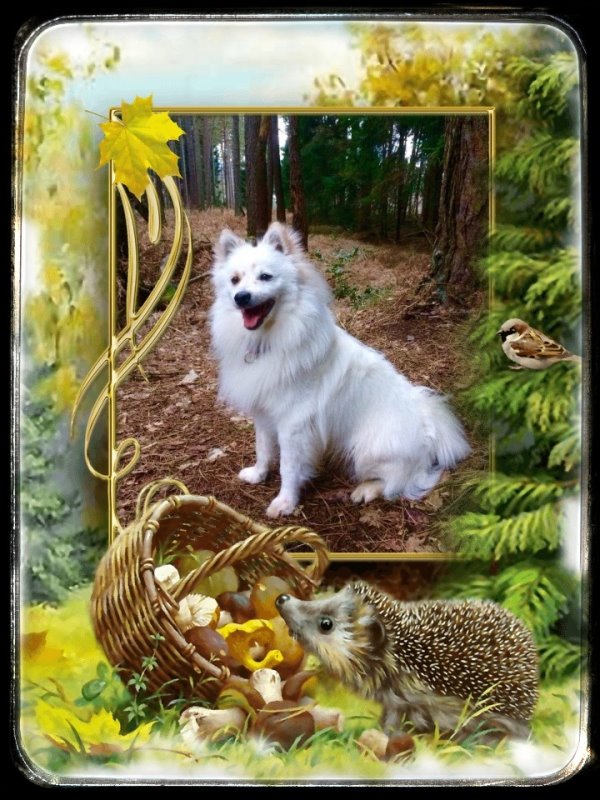Usko im Wald