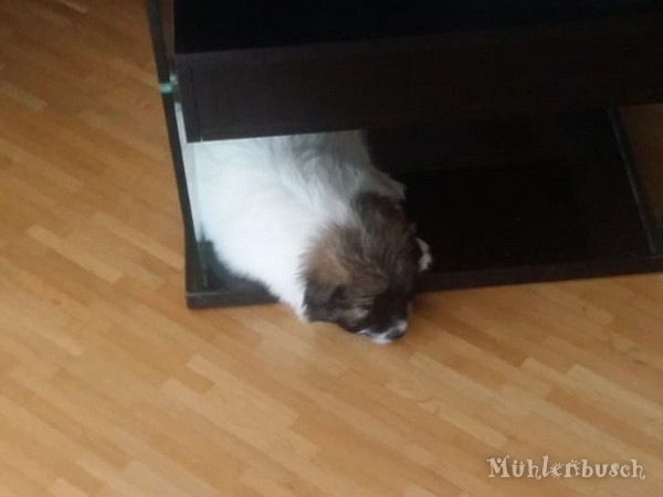 Felix-Bobby – Rüde – Rauhaar –
