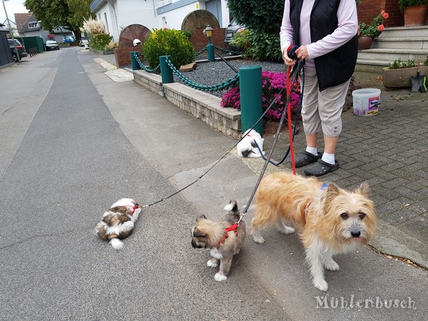 Phino, Bobby und Freddy mit Mama Kalina on Tour