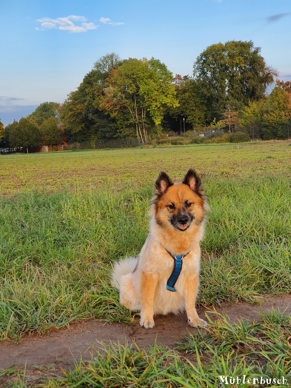 Canine Herpesimpfung bei Elli