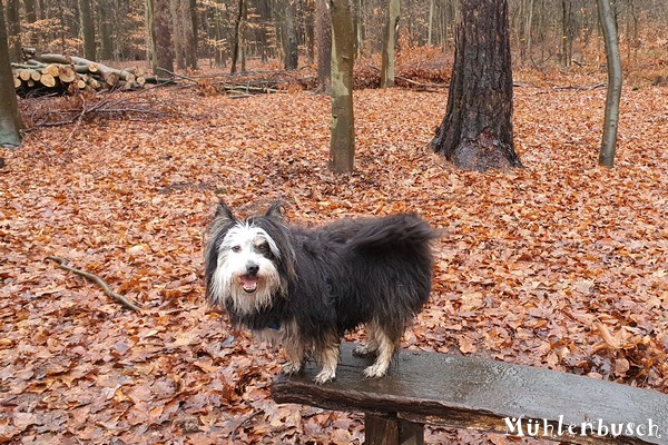 Canine Herpesimpfung bei Montana