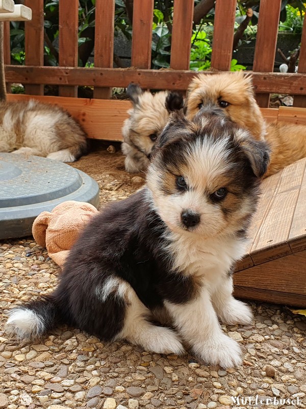 Max – Rüde