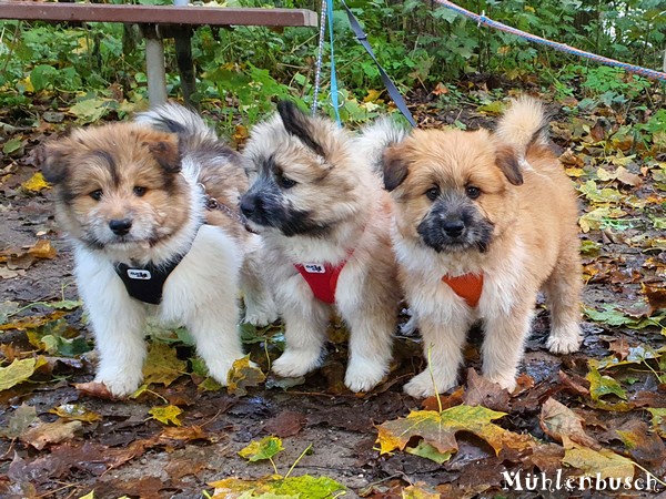 Lennox, Liese-Luna und Lina-Luna mit Mama Ona on Tour