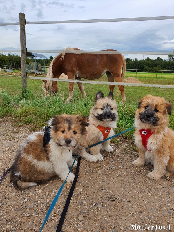 Unsere Dickies auf Feld und Flur