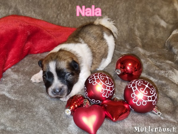 Nala – Hündin