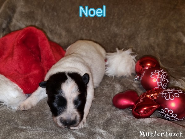 Noel-Gismo – Rüde