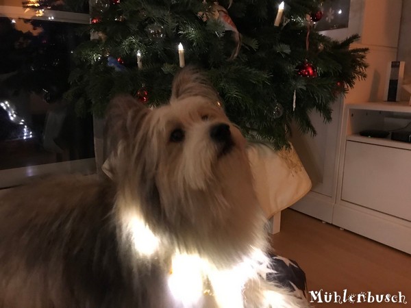 web-muehlenbusch-12-27-008