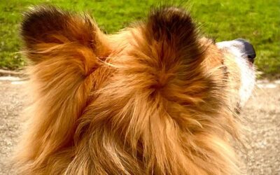 Nala (Carlotta) ist die Freude ihrer Familie