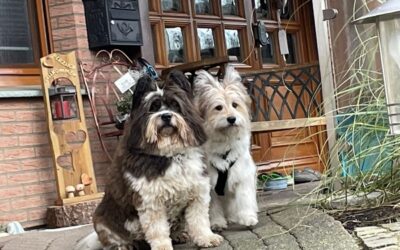 Higgy und sein Junior Freund Lennox
