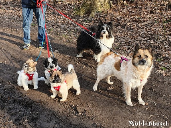 Welpen aus dem N-Wurf im Mühlenbusch