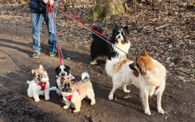 Maya, Nessaja und Nala im Mühlenbusch