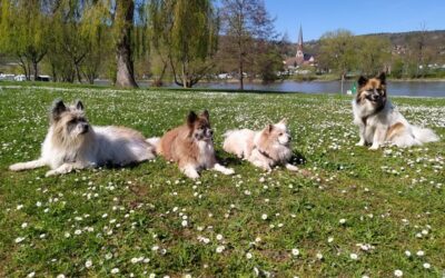 Mainspaziergang mit Amy, Nala, Lena und Yosie