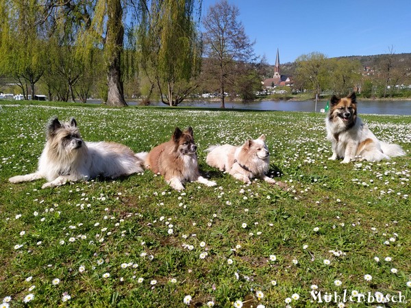 Mainspaziergang mit Amy, Nala, Lena und Yosie